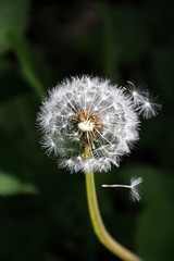 Pusteblume