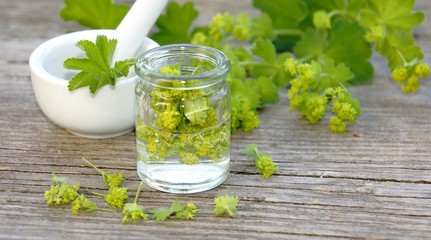 Frauenmantel, Heilpflanze