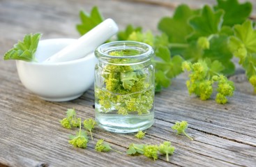 Frauenmantel, Heilpflanze