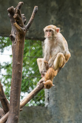 A female Rhesus macaque is holding her baby's tail and right leg.