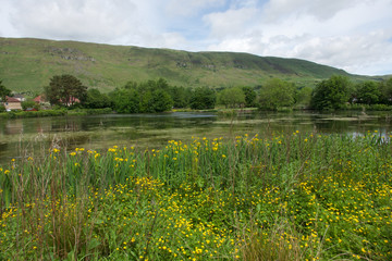 Fototapeta na wymiar Village pond with yellow flowers and hills.