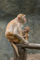 A female Rhesus macaque is holding her baby.
