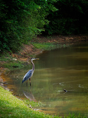 Great Blue Heron in water fishing