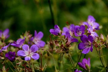 violette Wildblumen in der Rh&ouml;n