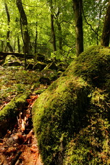 Wald an der Milseburg