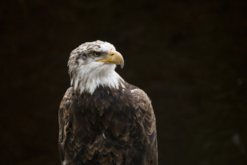 Weißkopfseeadler, Adler mit weissem Kopf auf schwarzem / Hintergrund, dunkel