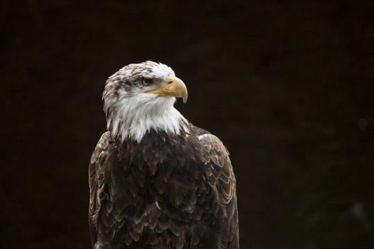 Wei&szlig;kopfseeadler, Adler mit weissem Kopf auf schwarzem / Hintergrund, dunkel