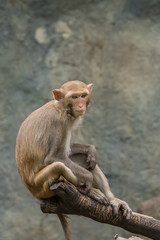 A female Rhesus macaque sit on the tree branch.