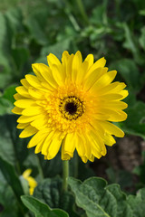 yellow gerbera flower on green background