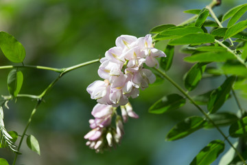 White flower with a shade of pink on a tree