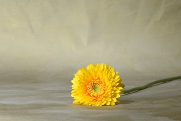 Gelbe Gerbera 