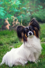 Portrait of a dog of the breed Papillon
