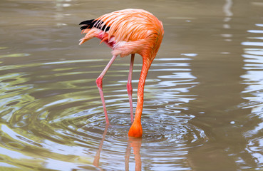 Pink flamingo on a pond in nature