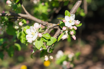 Obraz premium Blooming apple-trees flowers close up at the morning sunlight in the spring. Nature floral background. Beautiful white blossom