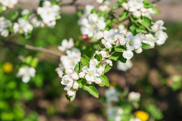 Blooming apple-trees flowers close up at the morning sunlight in the spring. Nature floral background. Beautiful white blossom