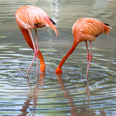 Pink flamingo on a pond in nature