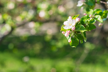 Branch of blossoming apple-trees close up. Natural  bokeh spring background