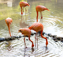 Pink flamingo on a pond in nature