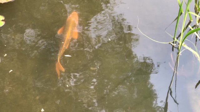 Koi Karpfen im Hamburger Stadtpark