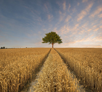 summer field wit lone tree © Mike Mareen