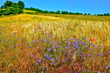 Fototapety na wymiar - Fototapeta24.pl