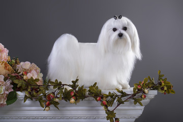 White Maltese  with long hair Looking in Camera