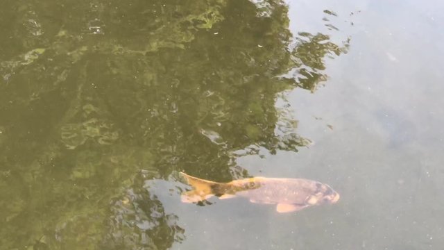 Koi Karpfen im Hamburger Stadtpark