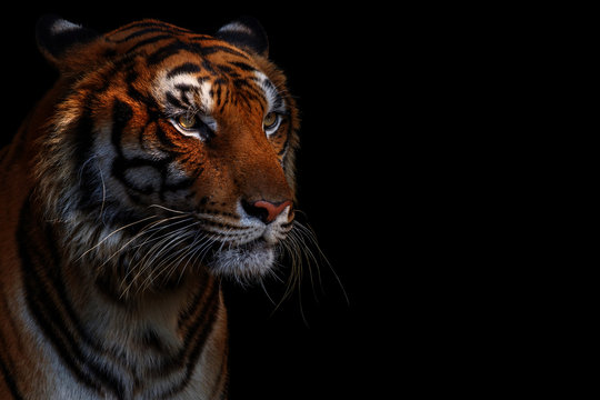 Free Tiger Images – Browse 1,457 Free Stock Photos, Vectors, and Video ...