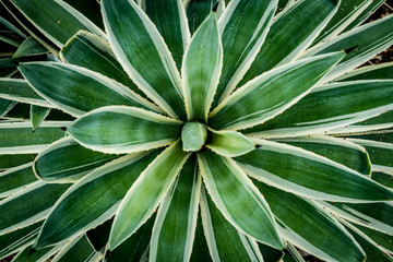 Agave plant image