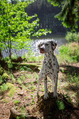 dalmatian