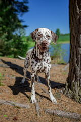 dalmatian at the river