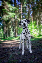 dalmatian in the forest