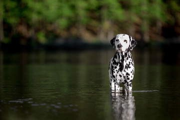dalmatian having bath