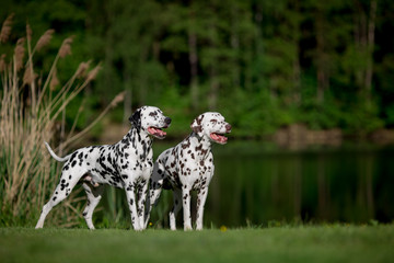 two dalmatians