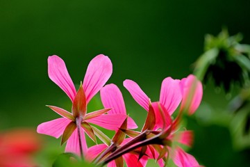 rosa Geranienblüte im Detail
