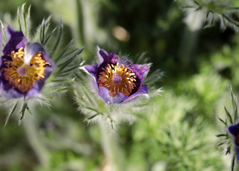  purple flower of the pasqueflower in the garden