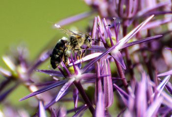 Bee on purple flower
