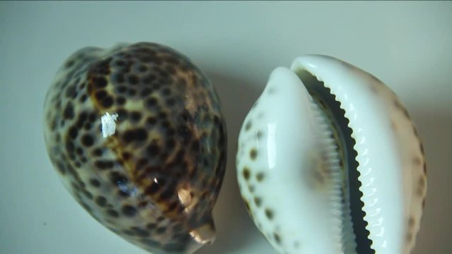Small cowry seashells spin, close up