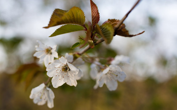 Wilde Cherry Blossom