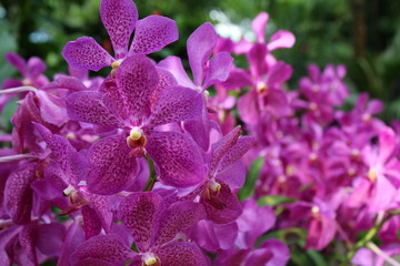 Giardino delle orchidee - Singapore