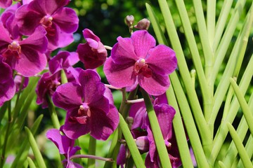 Giardino delle orchidee - Singapore