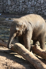 Fototapeta premium Elephants at the zoo 