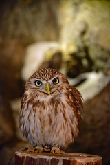 キンメフクロウ / Tengmalm's Owl