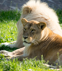 Lioness lies on the grass in the wild