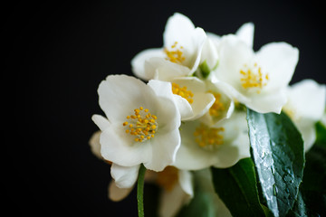 White jasmine flower