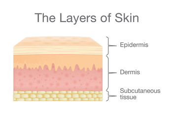 The Layer of Human Skin in vector style and components information. Illustration about medical and health. - obrazy, fototapety, plakaty