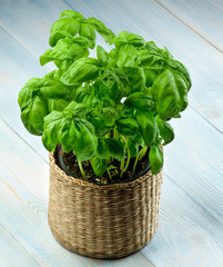 Fresh Green Basil