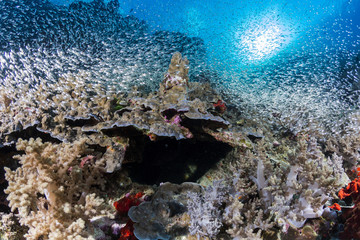 Naklejka na ściany i meble Coral reef below the surface at Similan island, Thailand.