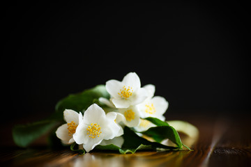 Naklejka na ściany i meble White jasmine flower