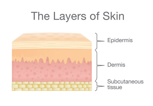 The Layer of Human Skin in vector style and components information. Illustration about medical and health.
